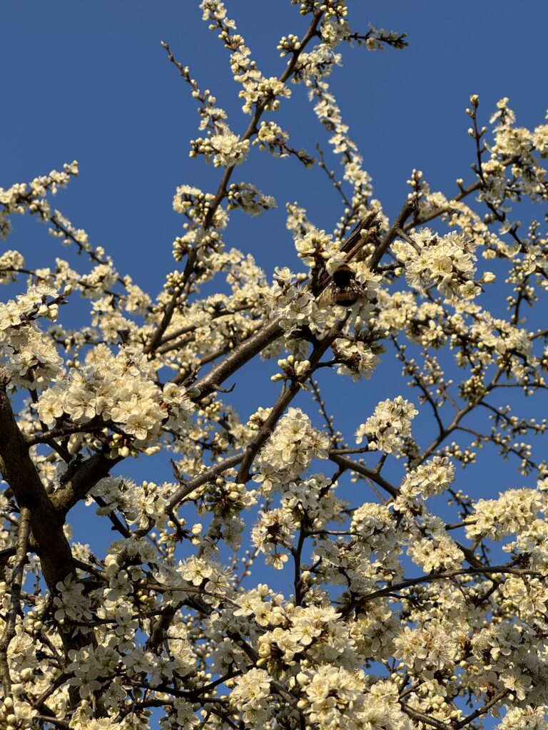 Ostergrüße vom Grünen Ortsverband MiFiLa